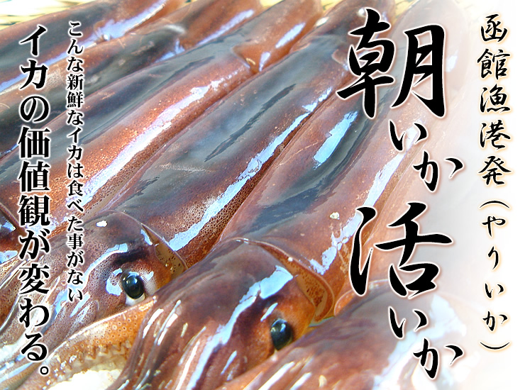 北海道産地直送のやりいかの取り寄せ通販