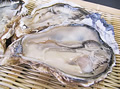 ���ݒ�������́u�k�t���y�v�yKin's Oyster�z