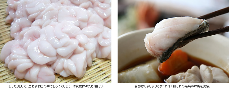 道東産「寒」真鱈の切り身とたち（白子）鍋セット