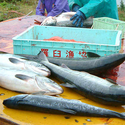 秋鮭の水揚げ