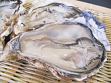 厚岸中嶋さんの殻付カキ