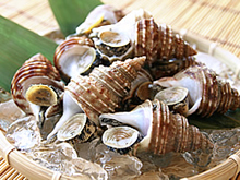 釧路産「活」灯台つぶ