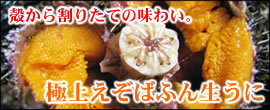 えぞばふんうに