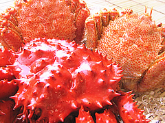�܂��Ȃ��p�{�^���o�K�j���ԍ�K�j�Z�b�g