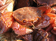 ���E����Ŗт���