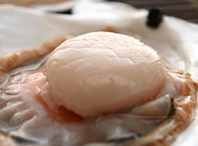 ��t�E�����Y�V�R�L�z�^�e