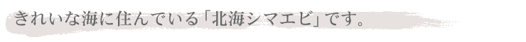 きれいな海に住んでいる「北海シマエビ」です。