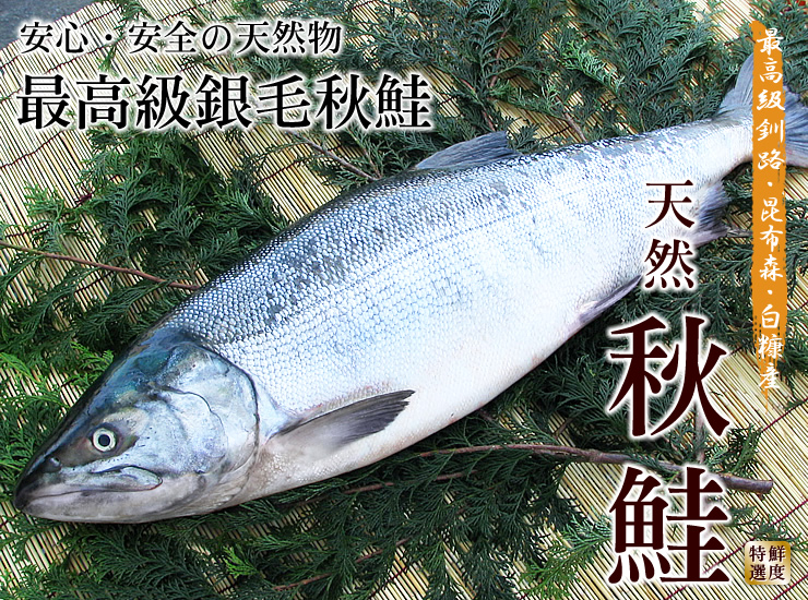 秋鮭 釧路昆布森産 海鮮通販の北釧水産 秋鮭 釧路昆布森産 海鮮通販の北釧水産