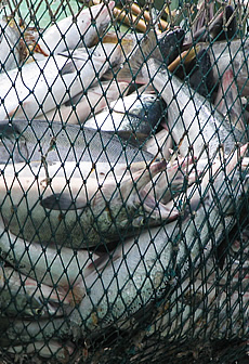 定置網漁で水揚げされた秋鮭