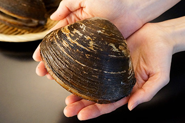 北海道根室産「活」ホッキ