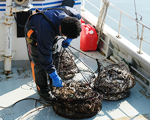 仙鳳趾産活牡蠣