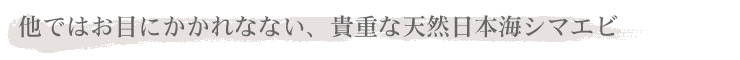 他ではお目にかかれない、貴重な天然日本海シマエビ