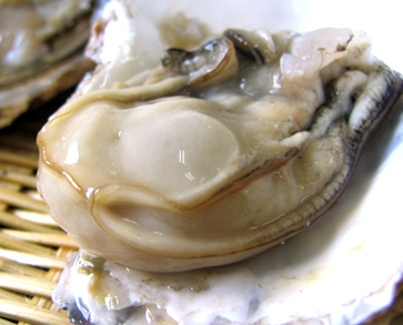 殻付き牡蠣 かき 北海道 厚岸の旬を取り寄せ 牡蛎 カキ通販 北釧水産