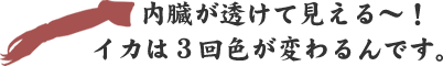 内臓が透けて見える～！イカは3回色が変わるんです。