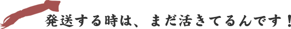 発送する時は、まだ活きてるんです！