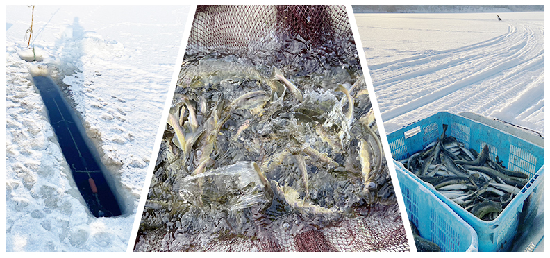 根室名産生干し氷下魚(コマイ)