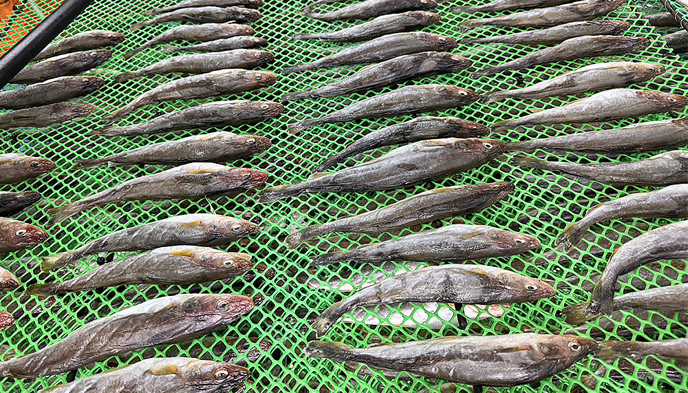 根室名産生干し氷下魚(コマイ)
