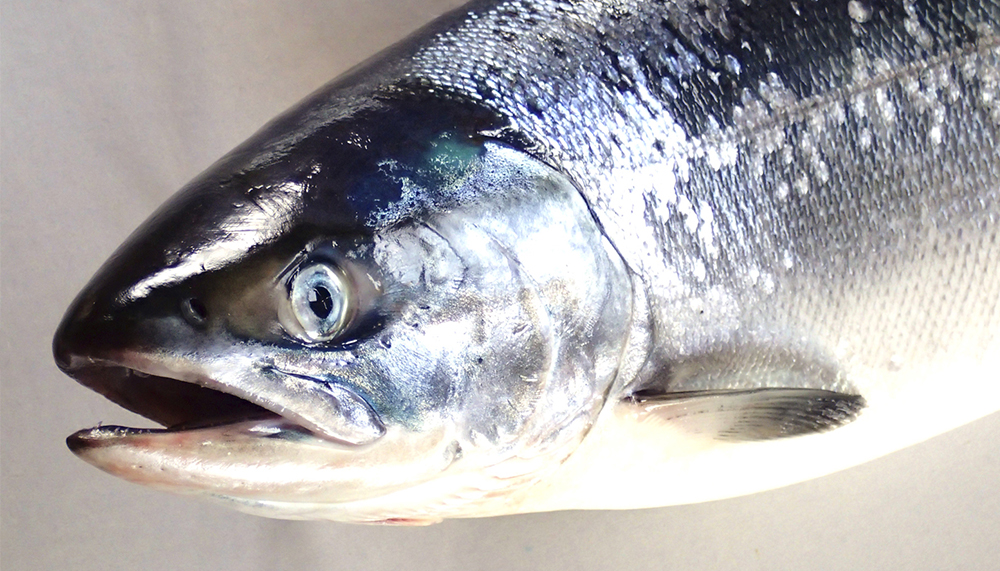 枝幸産メジカ鮭燻製