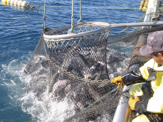 枝幸産メジカ鮭燻製