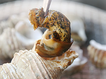 北海道産 活 灯台つぶ つぶ貝 海鮮通販の北釧水産