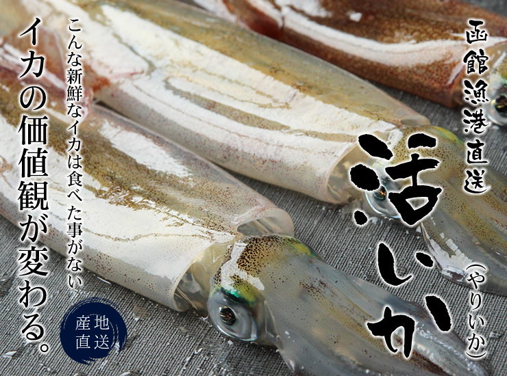 活イカ 函館産ヤリイカ取り寄せ 海鮮通販の北釧水産