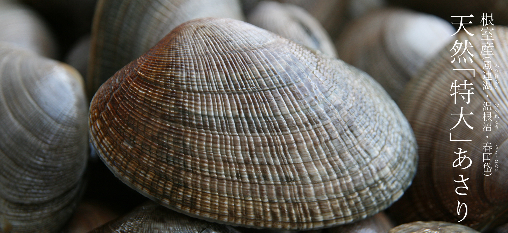 根室産あさり