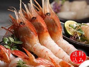 【送料込・和紙掛】お刺身用子持ち牡丹海老特大サイズ500g入(8尾前後/急速冷凍)