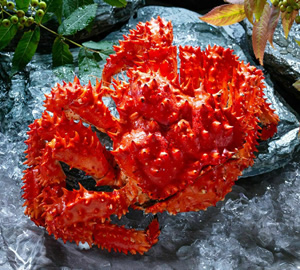 茹で本ずわいがに