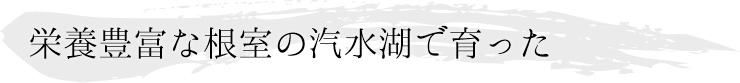 【送料込】晩酌セット(急速冷凍)