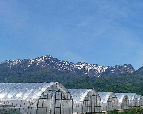 北海道虎杖浜産無着色たらこ