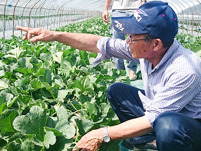 北海道虎杖浜産無着色たらこ