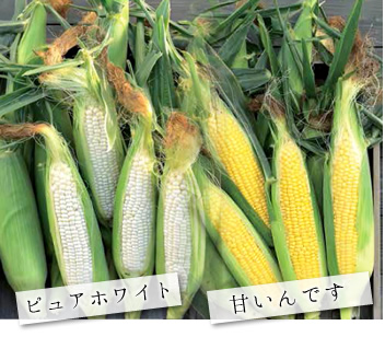 ピュアホワイト(白いとうもろこし) | 北海道産フルーツトウモロコシ