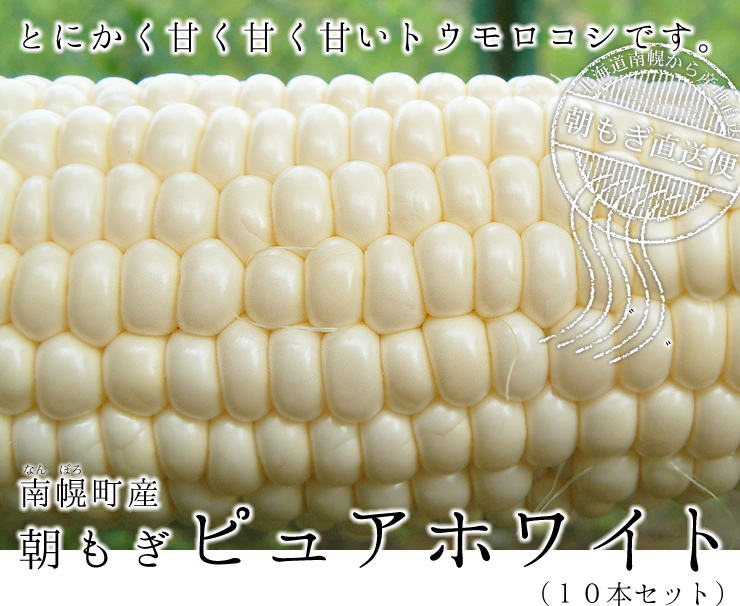 ピュアホワイト 白いとうもろこし 北海道産フルーツトウモロコシ通販の北釧水産 ピュアホワイト 白いとうもろこし 北海道産フルーツトウモロコシ通販の北釧水産